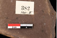 Foto (Detailansicht) von Poacites rigidus Heer (NHMW-GEO-2024-0188-0382)